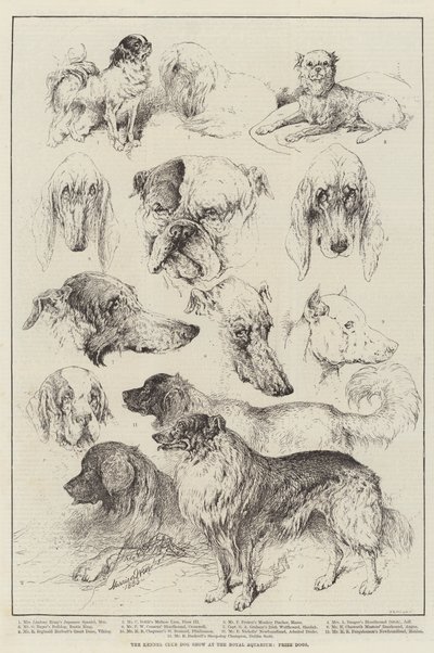Exposition canine du Kennel Club au Royal Aquarium, Chiens primés - Harrison William Weir